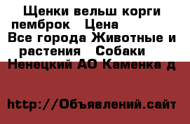 Щенки вельш корги пемброк › Цена ­ 70 000 - Все города Животные и растения » Собаки   . Ненецкий АО,Каменка д.